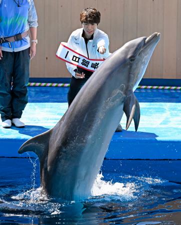 佐藤駿選手、イルカと共演 仙台の水族館で一日館長 | 高知新聞