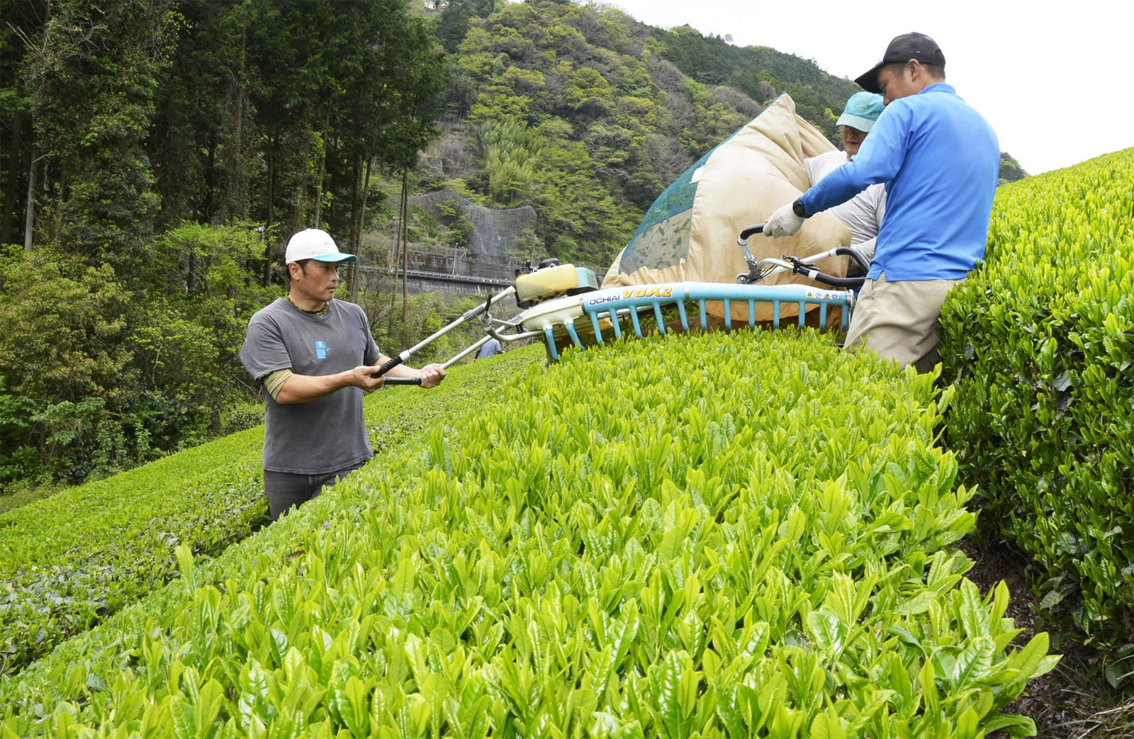 新芽きらきら、爽やかな香り！ 高知県仁淀川町で一番茶の収穫始まる