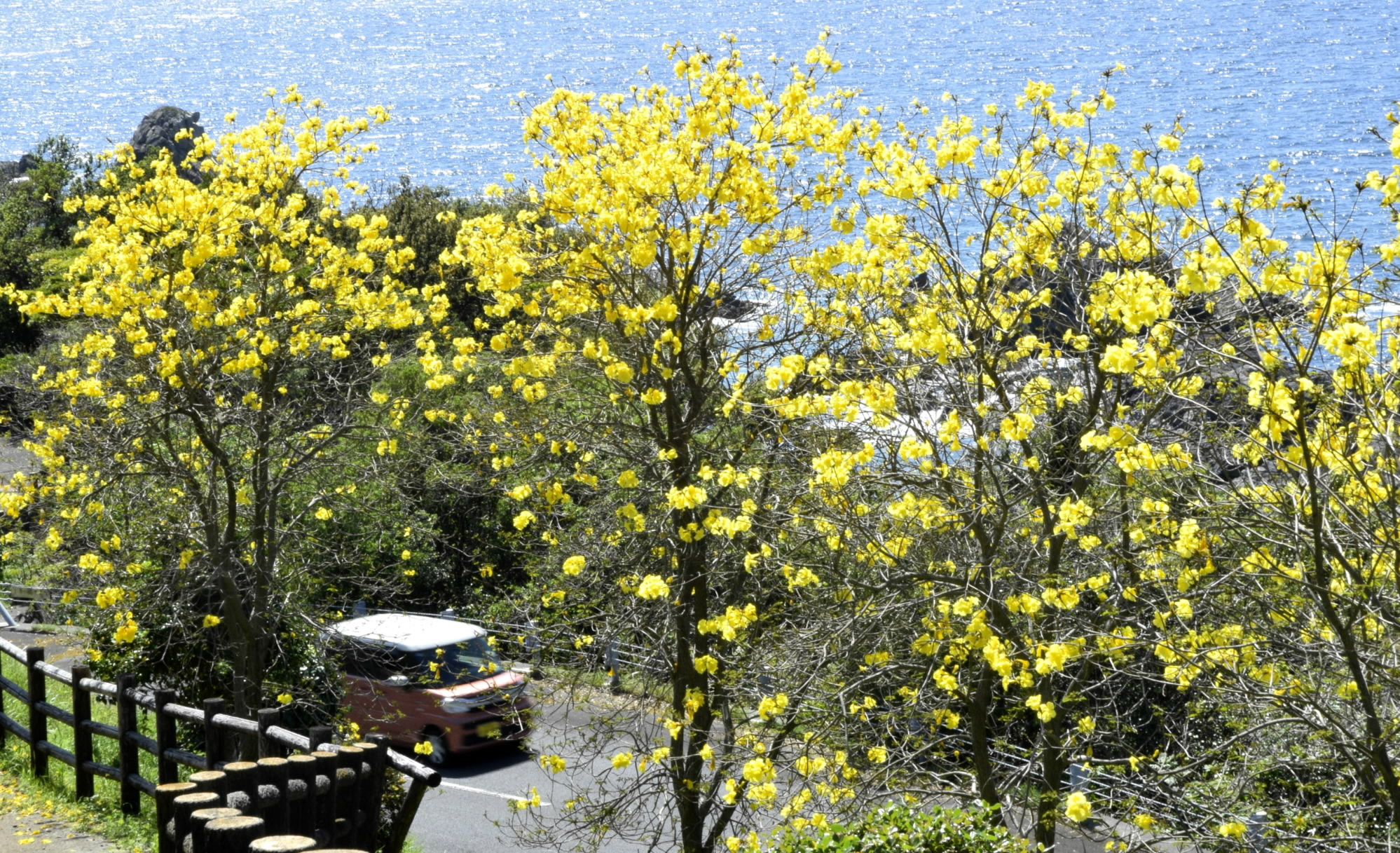 高知の海に映える「ブラジルの桜」大月町のキャンプ場で満開