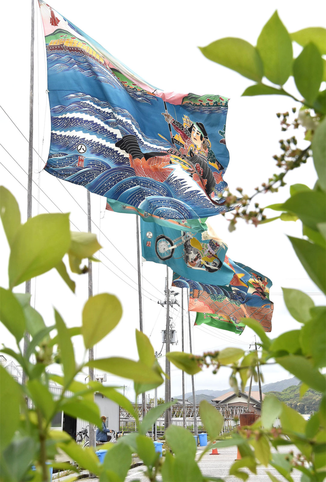 初夏の風受け、鮮やかなフラフふわり♪ 高知県南国市の西島園芸団地