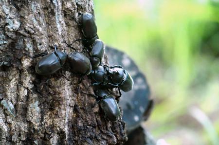 カブトムシの恋の新事実を楽しむ