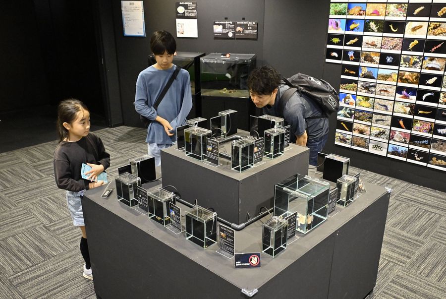 ウミウシが入った小さな水槽に目を凝らす家族連れ（土佐清水市三崎の足摺海洋館ＳＡＴＯＵＭＩ）