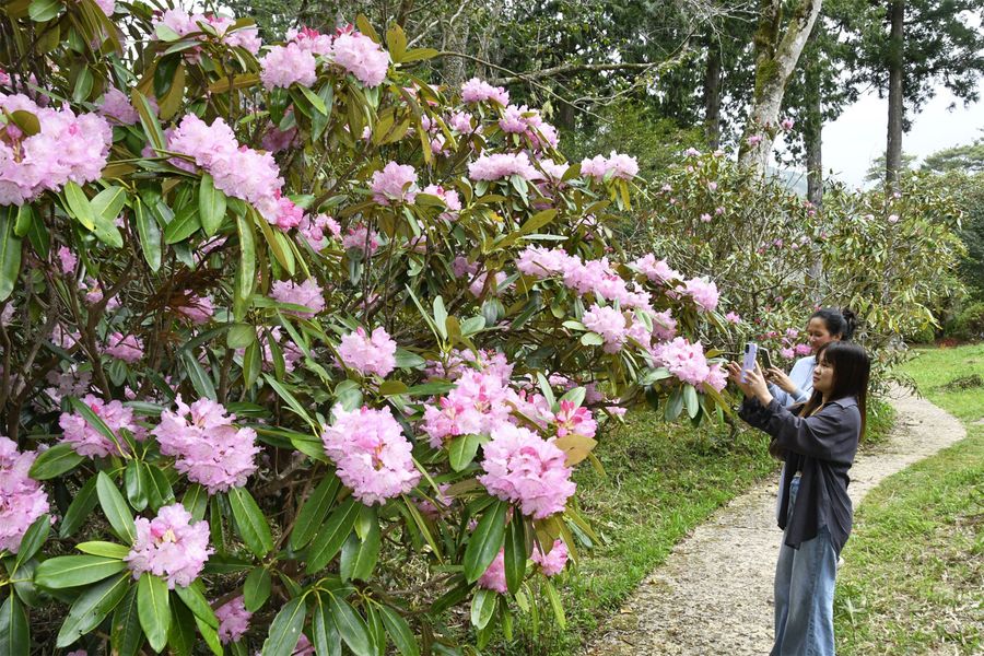 大輪の花を咲かせたシャクナゲ（本山町の帰全山公園）