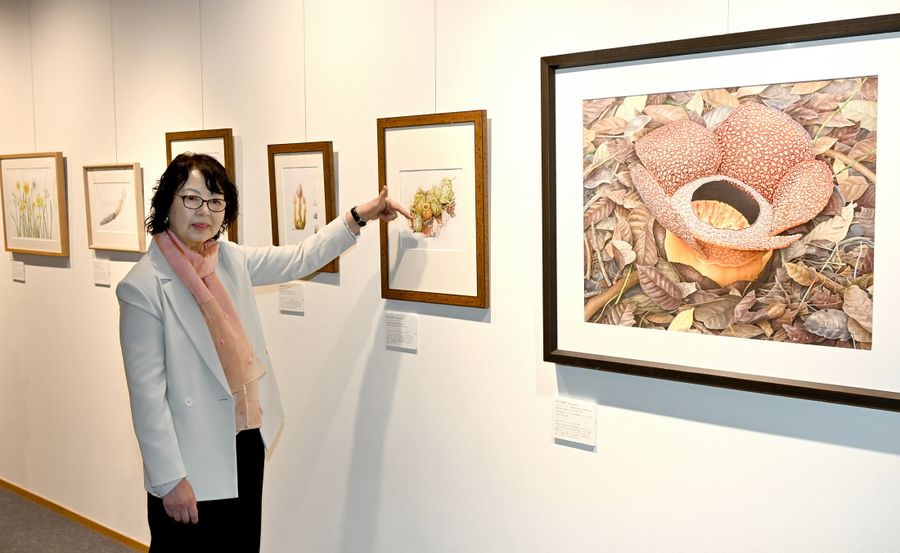 「ボタニカルアートの響き」展。「熱帯の植物は描いていておもしろい」と語る石川美枝子さん（高知市五台山の牧野植物園）