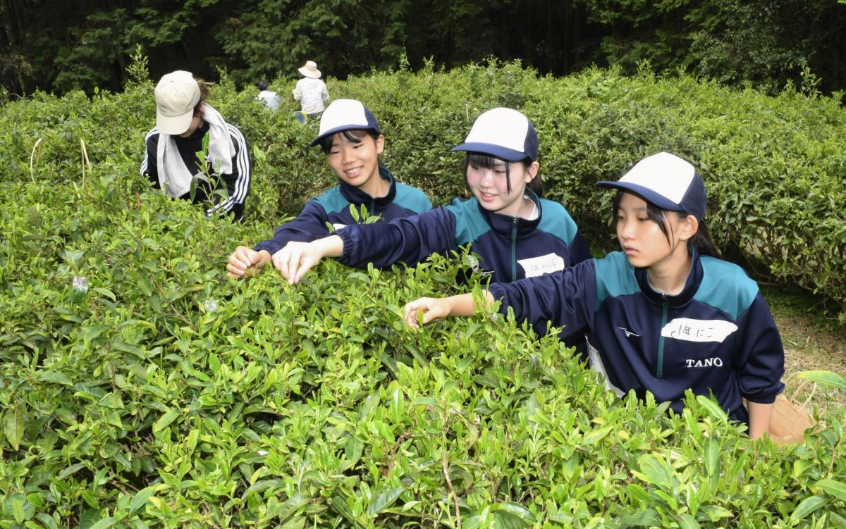 疲れるけど、楽しい！ 田野中生が若葉手摘みに挑戦 82キロを収穫し