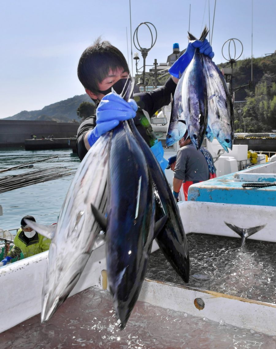 久礼漁港に水揚げされる新鮮なカツオ（中土佐町久礼）