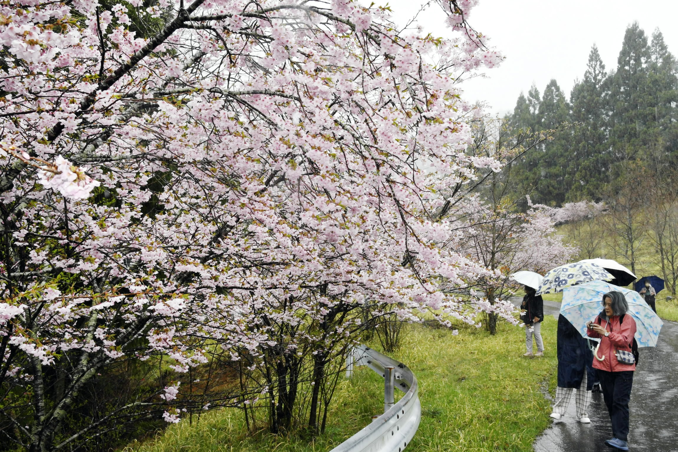 携帯電波も届かぬ先に… 天空の桜満開 高知県土佐町瀬戸 住民ら1800