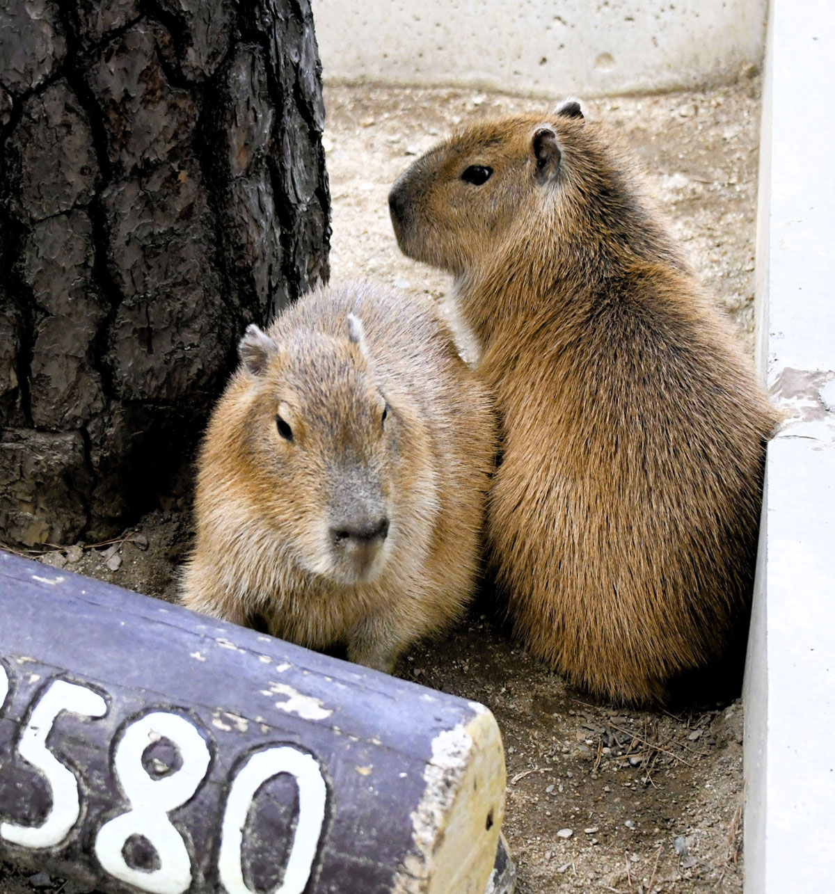◆カピバラ子◆ ⭐ひらがなニュース カピバラしまい よろしくね | 高知新聞