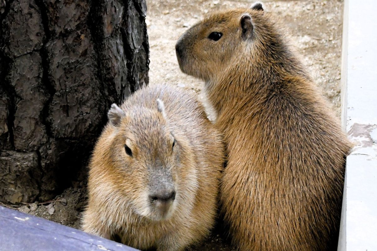 ⭐ひらがなニュース カピバラしまい よろしくね | 高知新聞