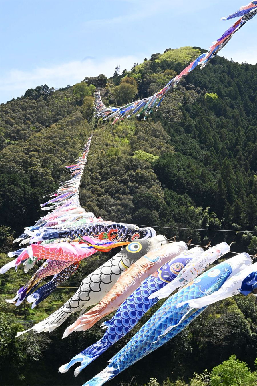 風にはためくこいのぼり（四万十町十川）