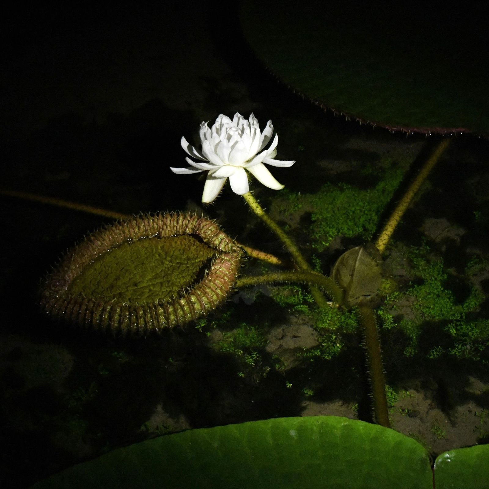 アマゾン原産オオオニバス、高知で春に開花 温室で夜闇に大輪 高知県立