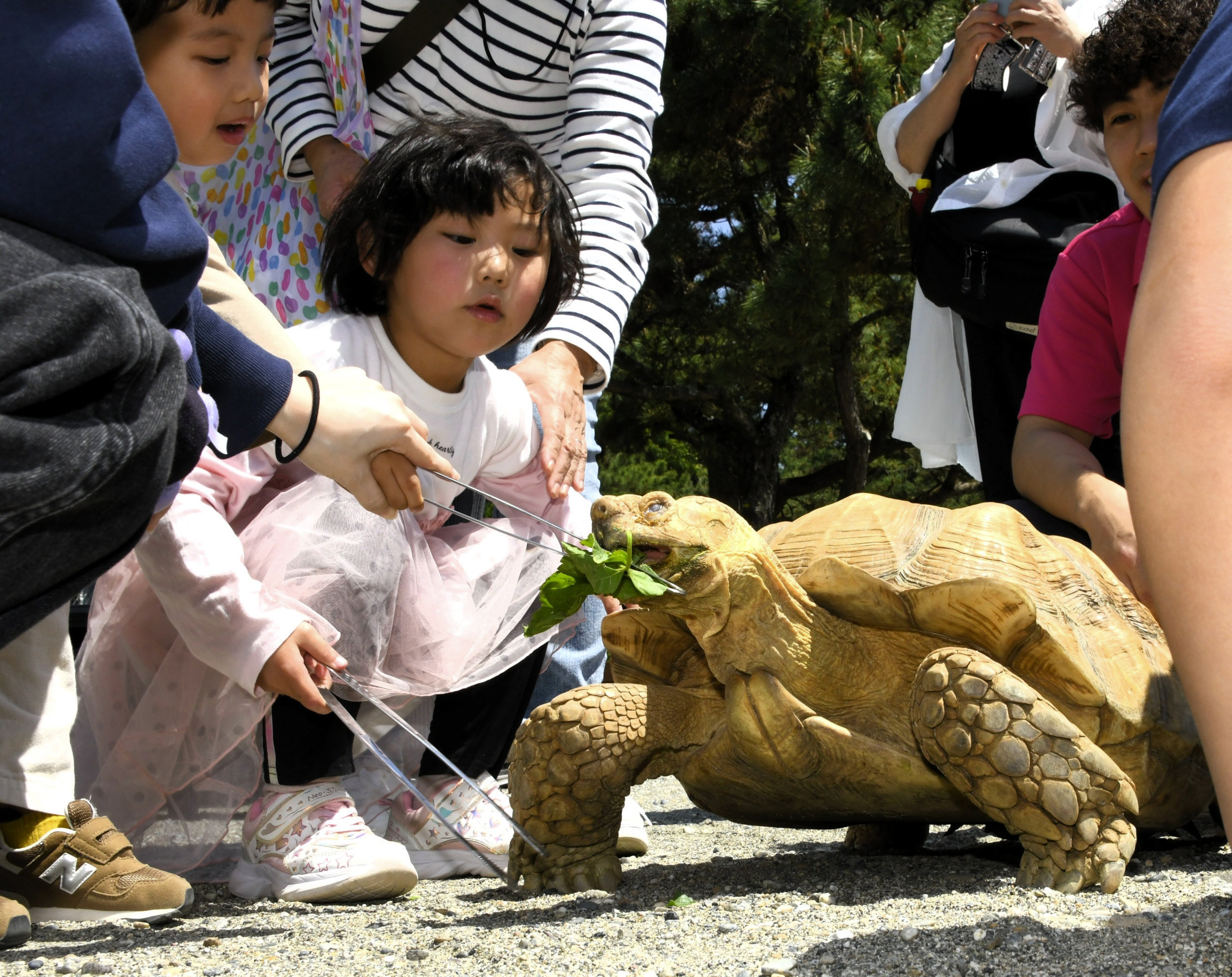 GW最高の思い出は桂浜で巨大「リクガメ」に餌やり体験「君の菜は