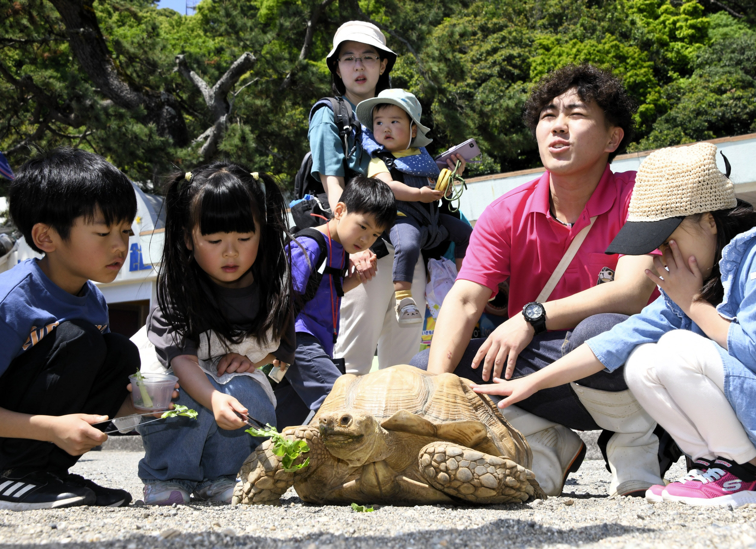 GW最高の思い出は桂浜で巨大「リクガメ」に餌やり体験「君の菜は
