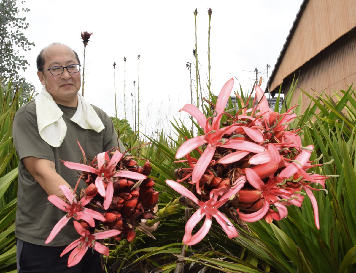 4メートル、1本7、8万円！ 高～い「ガイミアリリー」開花 芸西村で